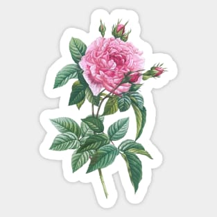 Pink Rose Flowers with Green Leaves Sticker